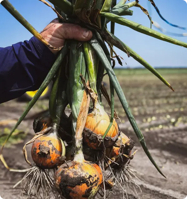 Mattamuskeet sweet onions